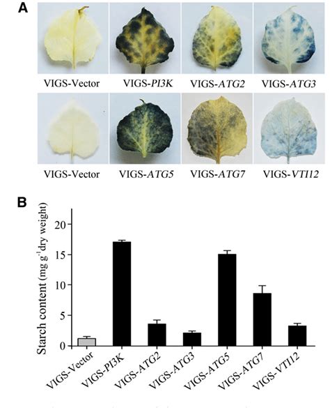 Figure 1 From Autophagy Contributes To Leaf Starch Degradation[c][w] Semantic Scholar