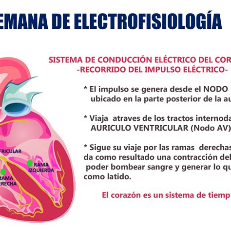 Sistema Eléctrico Del Corazón Cardiotech