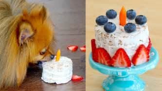 We gave tilly a small piece and she was more than happy. How to Make a Birthday Cake FOR DOGS | PADDINGTON'S PANTRY ...