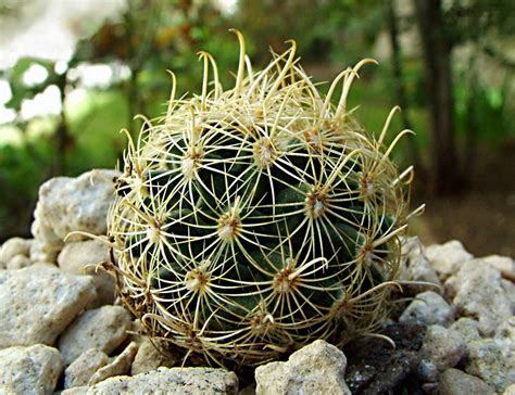 Rare Edwards Plateau Cactus Bumped Down On Endangered List