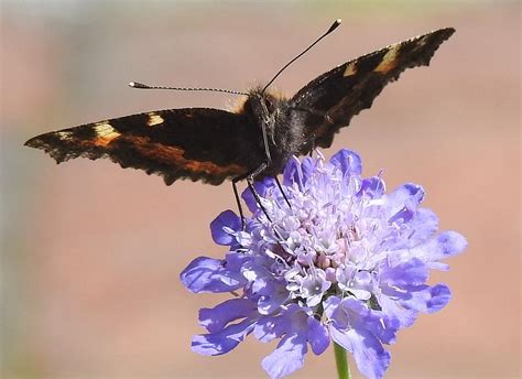 Wings Of Love Photograph By Natalie Hardwicke Fine Art America