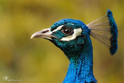 12 Elusively Blue Animals The Rarest Creatures Of All Animals Pet