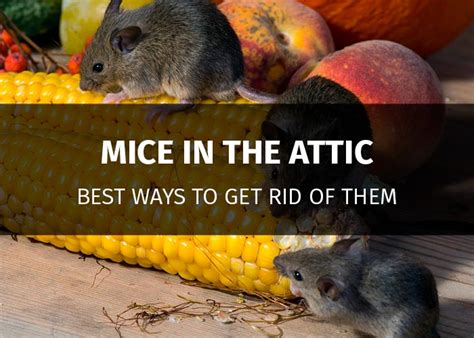 Mice are a common problem in a garage because these spaces typically have many dark places to hide and nest, often 6 methods for ridding your home of squirrels humanely. How to Get Rid of Mice in the Attic and Keep Them Away