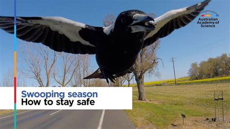 Swooping Season How To Stay Safe Youtube