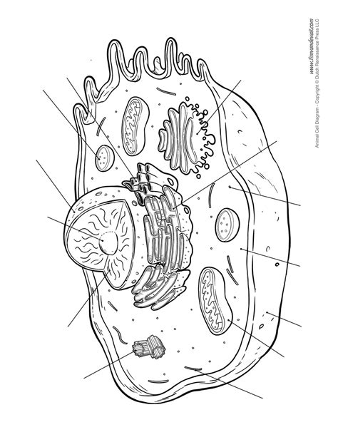 Animal Cell Diagram Unlabled Tims Printables