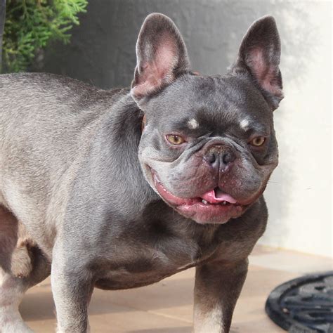 Lilac lyle was the first lilac to be born from both chocolate parents. =" Goodie Chocolate Blue Carrier French Bulldog Stud ...