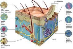 Just the sample preparation of this image. Skin Structure Diagram | Skin anatomy, Skin structure ...