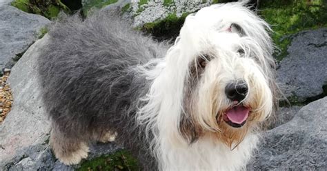 Old English Sheepdogs On The Brink Of Extinction