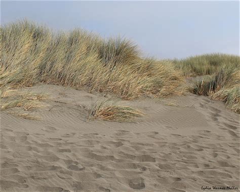 Tall Beach Grass Makes A Nice Scene On The Oregon Coast34 Photograph