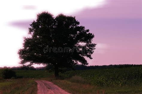 Landscape Lonely Tree Europe Country Life Farmer Country Road