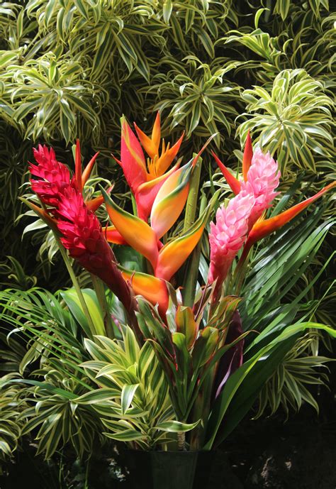 A thoughtfully selected bouquet is a great way to say congratulations as well as send your love to someone who is grieving. Exotic Bouquet - Tropical Flowers & Bouquets of Hawaii