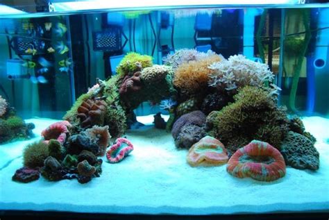 Choose from our selection of substrate, rock & driftwood, decorations, and more to personalize and maintain the appearance of your aquarium landscape. Peninsula Aquascape, need your help, pictures and ideas ...