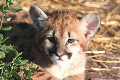 Baby Mountain Lion Flickr Photo Sharing