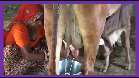 Indian Cow Milking By Village Woman And Calf Feeding How To Milk The