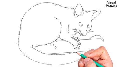 Opossum Drawing Easy How To Draw A Virginia Possum For Beginners Step