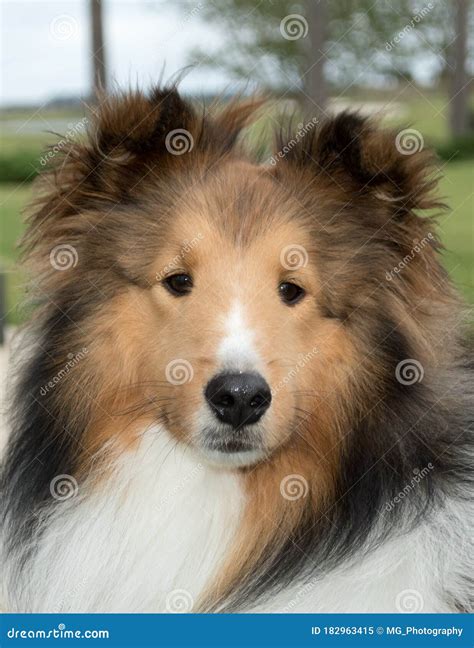 A Shetland Sheepdog Often Known As A Sheltie Or Collie Stock Image