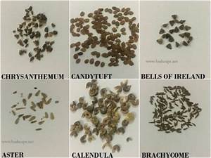 Flower Seed Identification Chart