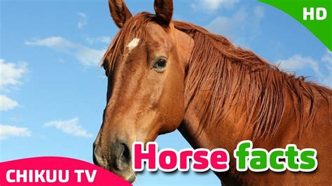 Learn Horse Horse Facts For Kids Learn About Horses For Children