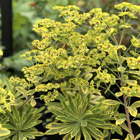 Euphorbia Ascot Rainbow Buy Spurge Perennials Online