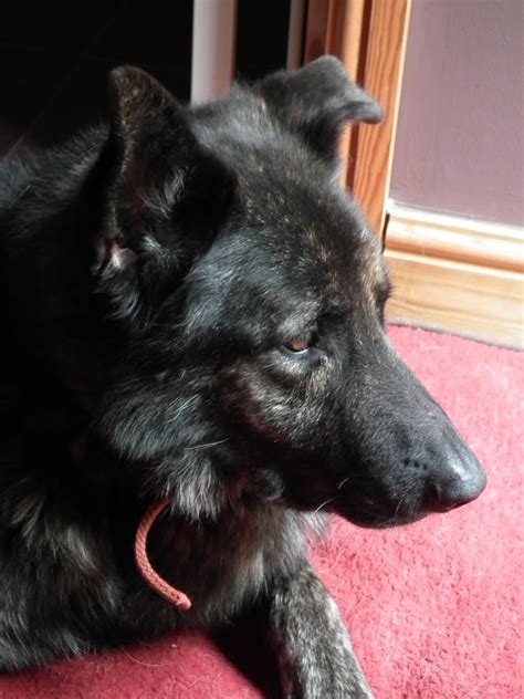 Clyde 6 Year Old Male German Shepherd Dog Available For Adoption