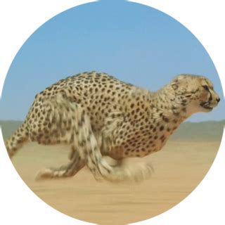 Cheetah Facts for Kids | Cheetah Information | DK Find Out