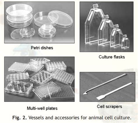 Working or distribution stock consists of cells produced from the seed stock and some are used for further research. Animal Cell Culture Techniques