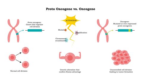 Proto Oncogene Versus Oncogene Diagram 9095436 Vector Art At Vecteezy