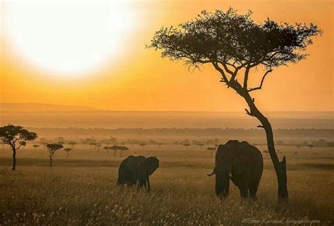 Sunrise In The Masai Mara Kenya Elephant Pics