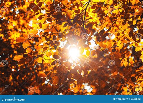 Shining Sun Through A Fresh Yellow Leaves Of The Maple Tree In Autumn