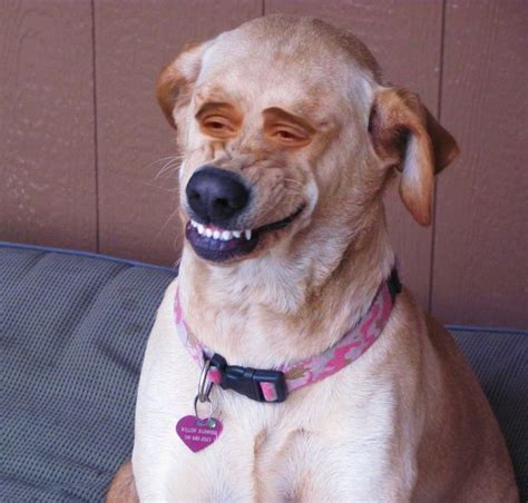 Dog Smile Blank Template Imgflip