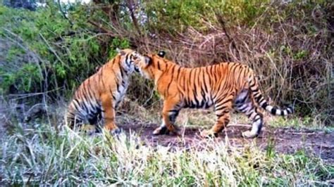 Indias Tiger Count Tops 3600 Madhya Pradesh Leads At 785 Latest