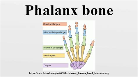 Phalanx Bone Youtube