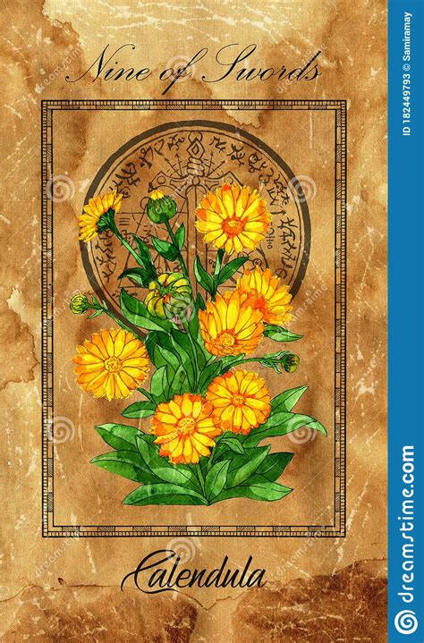 Most tarot readers and dabblers own more than one tarot deck. Nine Of Swords. Minor Arcana Tarot Card With Calendula And Magic Seal Stock Illustration ...