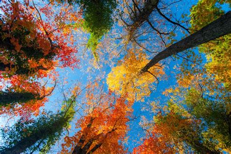 813705 4k Seasons Autumn Branches Foliage Rare Gallery Hd Wallpapers