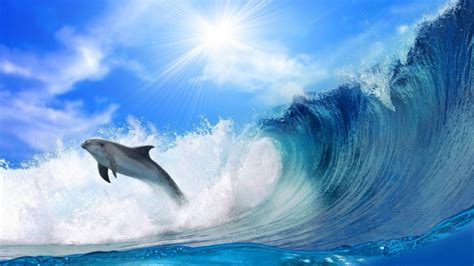 Dolphin Jumping In Sea Waves Dolphin Wallpaper Hd 1920x1080