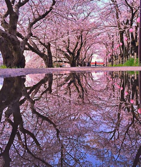 Cherry Blossoms Reflections 🍒 🇯🇵 Photo By Yamachanz Reflection