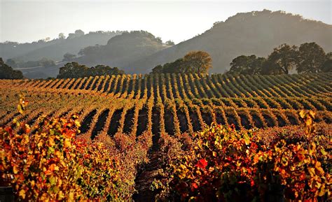 Fall In The Vineyards