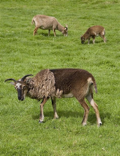 Soay Sheep Ovis Aries Stock Image C0074708 Science Photo Library