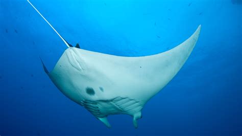 In A First Scientists Discover Oceanic Manta Ray Nursery Nova Pbs
