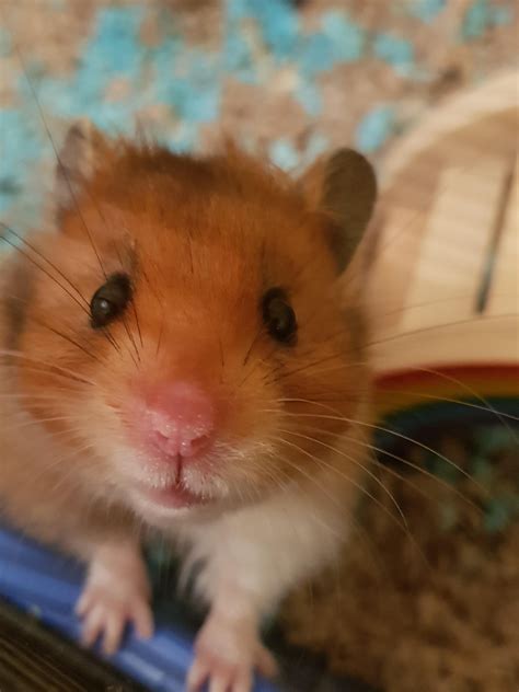 Im Ready For My Close Up Aww Cutehamsters Hamster