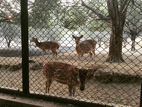 Delhi Deer Park Timing Entry Fee Main Attractions