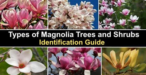 38 Magnolia Trees And Shrubs With Pictures Identification Guide