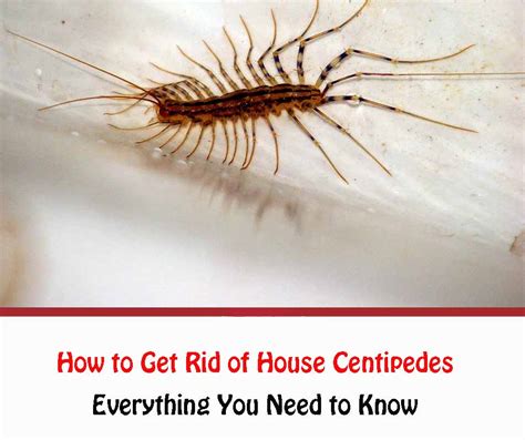 Signs Of House Centipede Infestation All Home Design Ideas