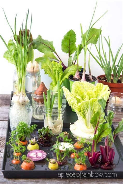 12 Melhores Veggies And Herbs To Regrow From Kitchen Scraps Following