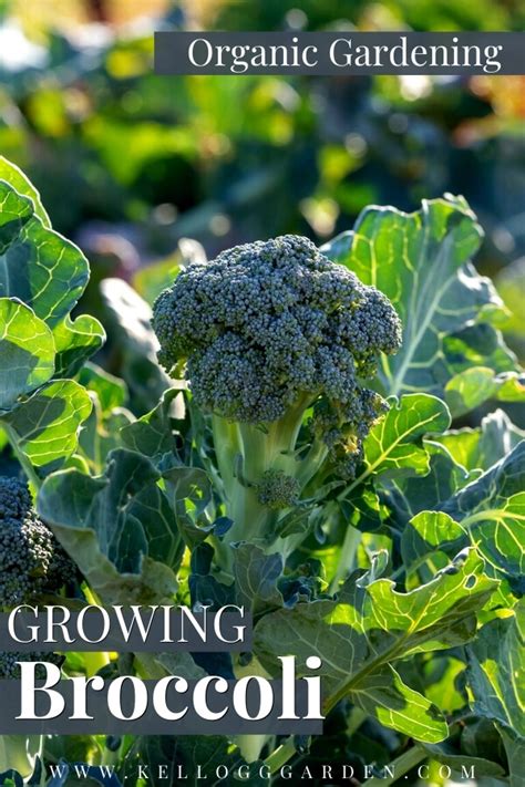 Growing Broccoli 1 Kellogg Garden Organics