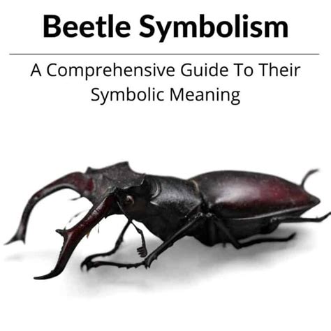 The World Of Beetle Symbolism Exploring Their Significance