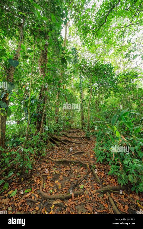 Path In Lush Rainforest Stock Photo Alamy