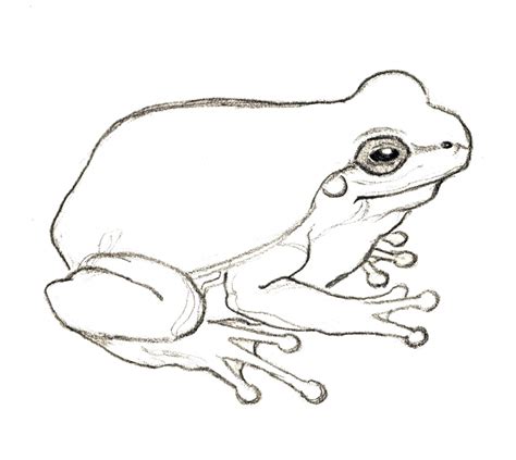 How To Draw A Simple Frog At Drawing Tutorials