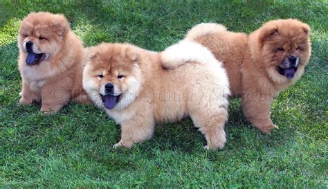 Puppy World Chow Chow Puppy Pictures