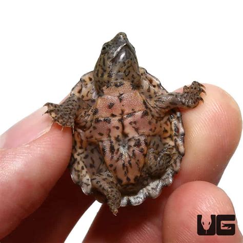 Baby Razorback Musk Turtles Sternotherus Carinatus For Sale